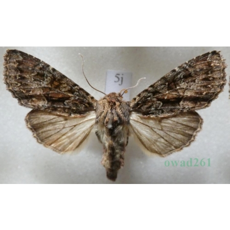 Mniotype adusta (Esper, 1790) Purpurówka ogrodnica Czech5j